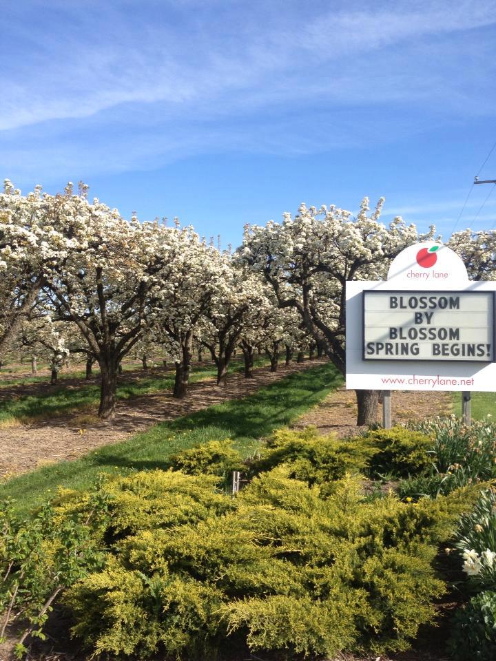 Cherry Lane | 4230 Victoria Ave, Vineland Station, ON L0R 2E0, Canada | Phone: (905) 562-4337 ext. 210