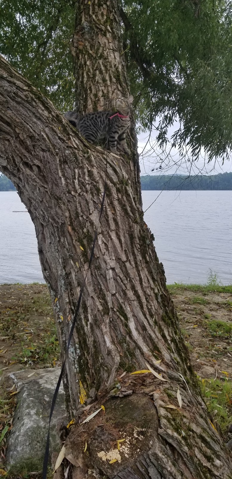 Camping Barbe inc. | 236 Chemin de Blue Sea, Blue Sea, QC J0X 1C0, Canada | Phone: (819) 463-3494