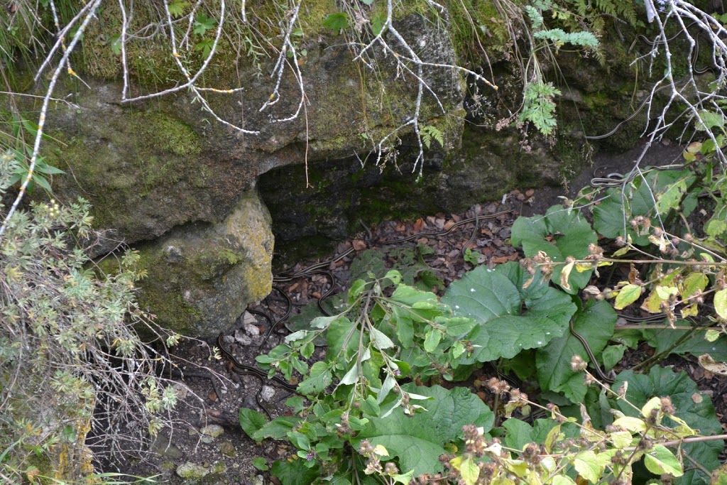 Narcisse Snake Dens | MB-17, Narcisse, MB R0C 2H0, Canada | Phone: (204) 945-3744