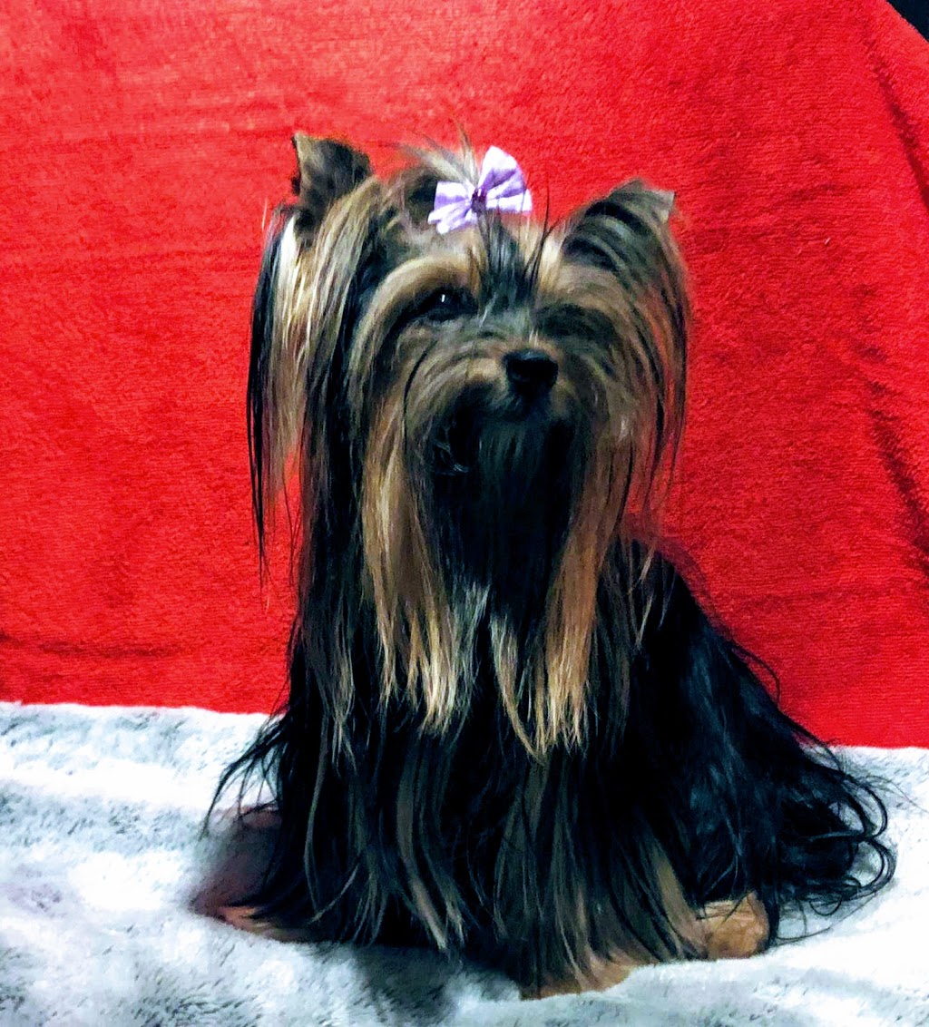 Clinique Veterinaire | 420 Rue Principale, Saint-Sauveur, QC J0R 1R4, Canada | Phone: (450) 227-3912