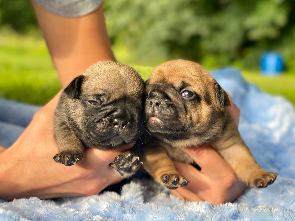 CCBULLDOGS | 10420 287 St, Maple Ridge, BC V2W 1L5, Canada | Phone: (778) 861-8144