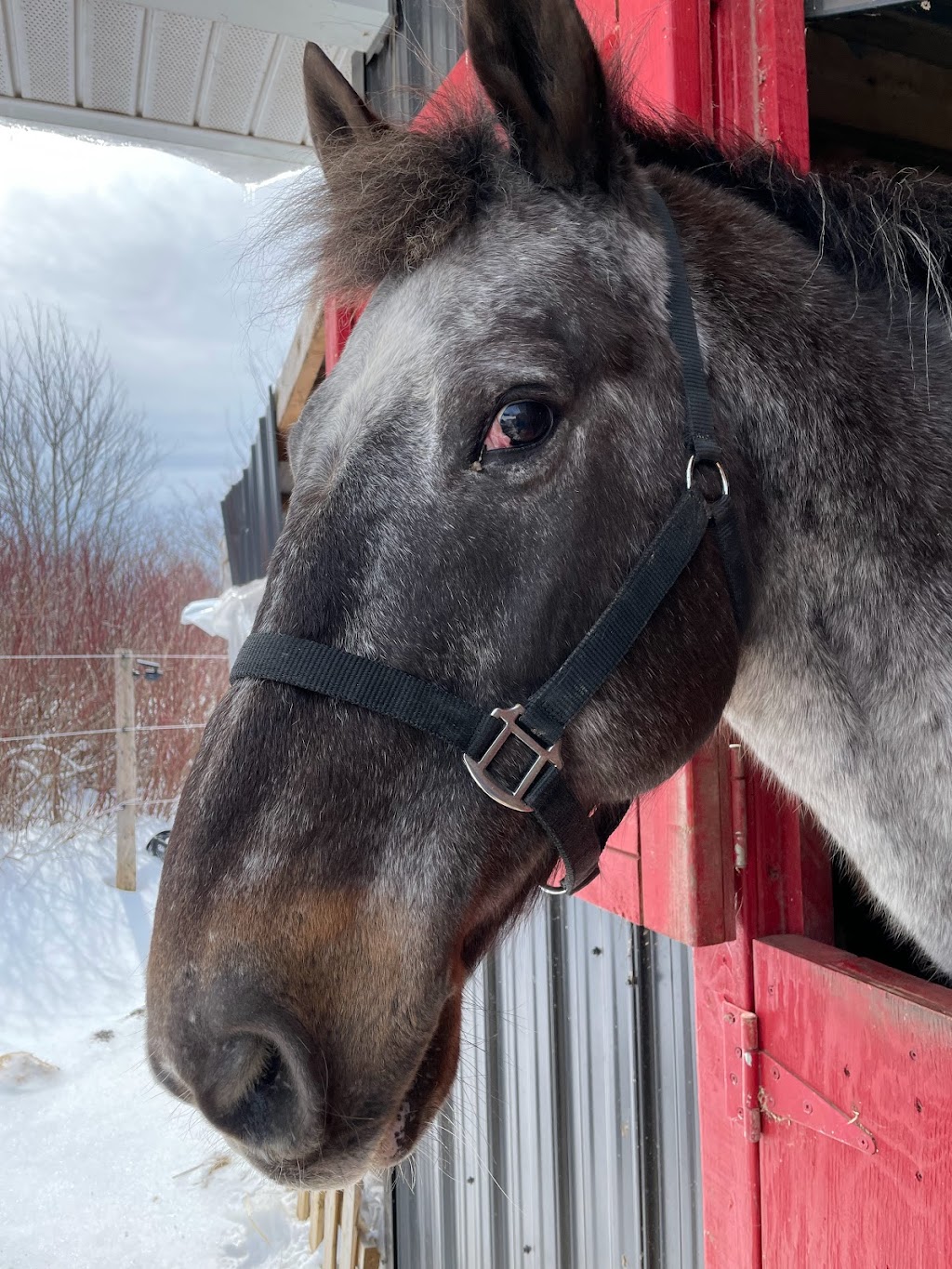 It Takes the Herd | 33 Princeton Ct, Pictou, NS B0K 1H0, Canada | Phone: (782) 440-2226