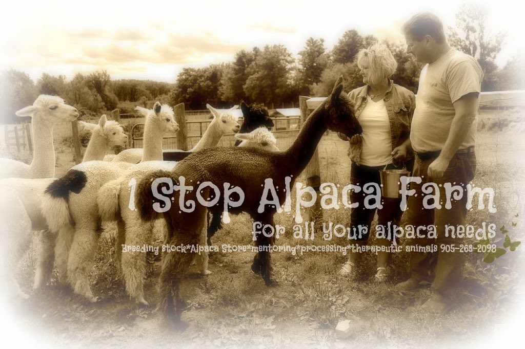 1 Stop Alpaca Farm | 1857 Durham Road #3 WE HAVE MOVED AND, DO NOT OFFER TOURS, Hampton, ON L0B 1J0, Canada | Phone: (905) 261-4240