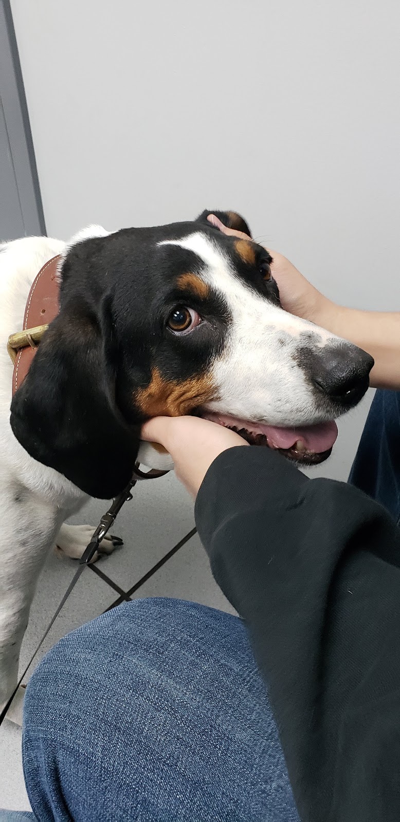 Yellowhead Veterinary Clinic | 4305 S Park Dr, Stony Plain, AB T7Z 1L1, Canada | Phone: (780) 963-9478