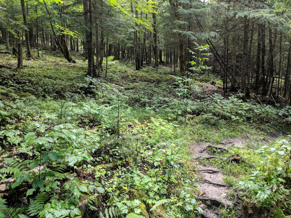 Sentier des Marais | 483 Rue Principale, Piopolis, QC G0Y 1H0, Canada | Phone: (819) 583-3953