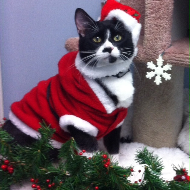 Bytown Cat Hospital | 422 McArthur Av, Ottawa, ON K1K 1G6, Canada | Phone: (613) 741-2460