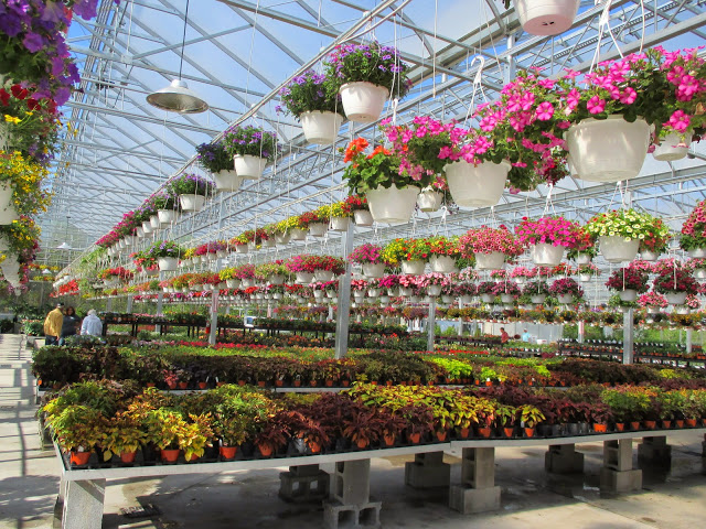Lavocats Family Greenhouse and Nursery | 8441 County Rd, East Amherst, NY 14051, USA | Phone: (716) 741-3976