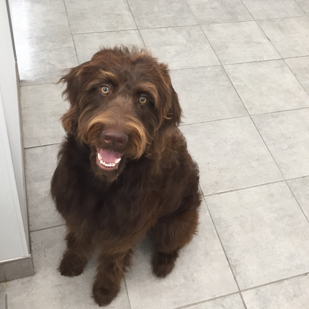 Cosmetic teeth cleaning for dogs | 1014 Merivale Rd, Ottawa, ON K1Z 6A5, Canada | Phone: (613) 930-2229
