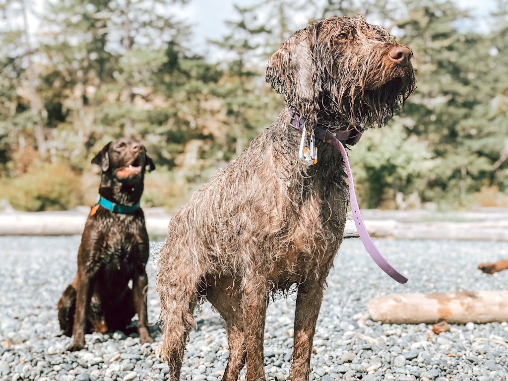 Van Island Pups | Dog Walking | Victoria, BC | 6440 W Saanich Rd, Saanichton, BC V8M 1W8, Canada | Phone: (778) 700-7782