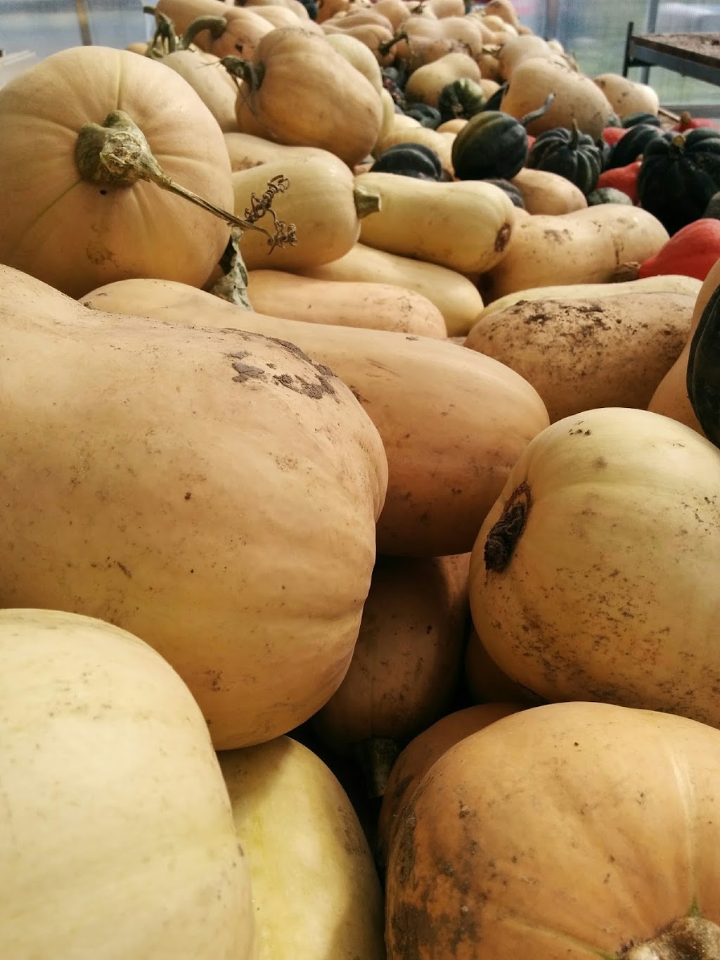 Lunar Rhythm Gardens, Organic CSA Farm | 253 Gray Rd, Janetville, ON L0B 1K0, Canada | Phone: (905) 986-9612