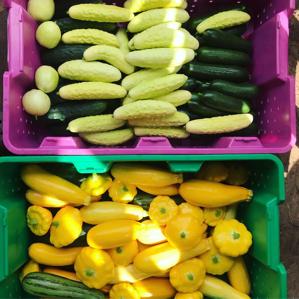 Tendergreens Farm | 3553 Milman Rd, Courtenay, BC V9J 1N8, Canada | Phone: (250) 896-4981