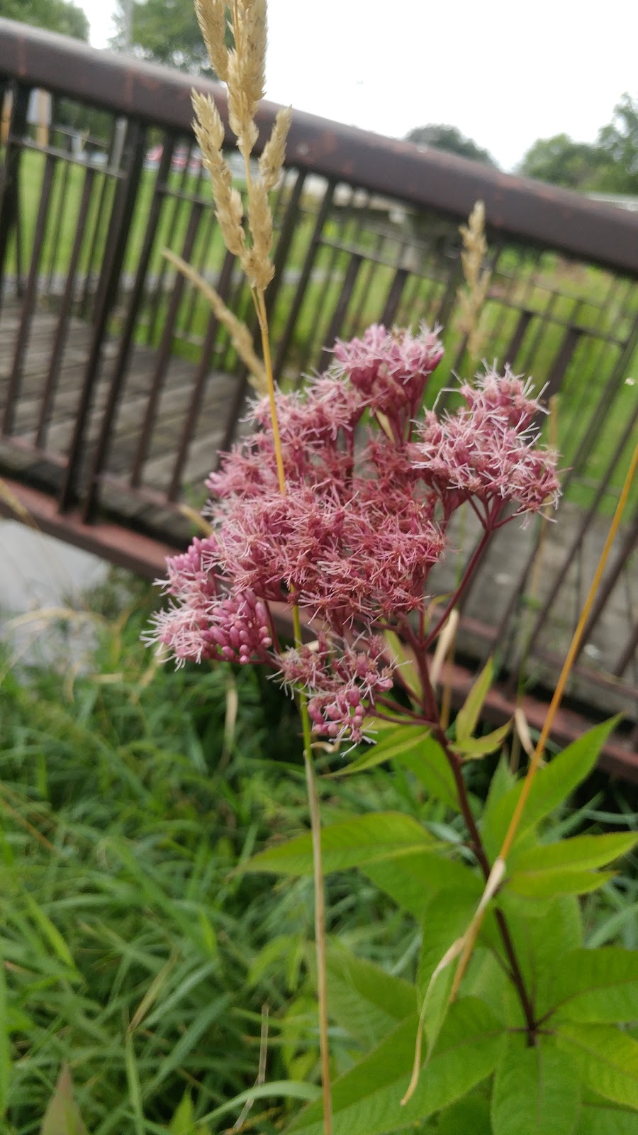 MacNaughton Park Scenic Gardens | 1-35 Macnaughton Dr, Exeter, ON N0M 1S3, Canada