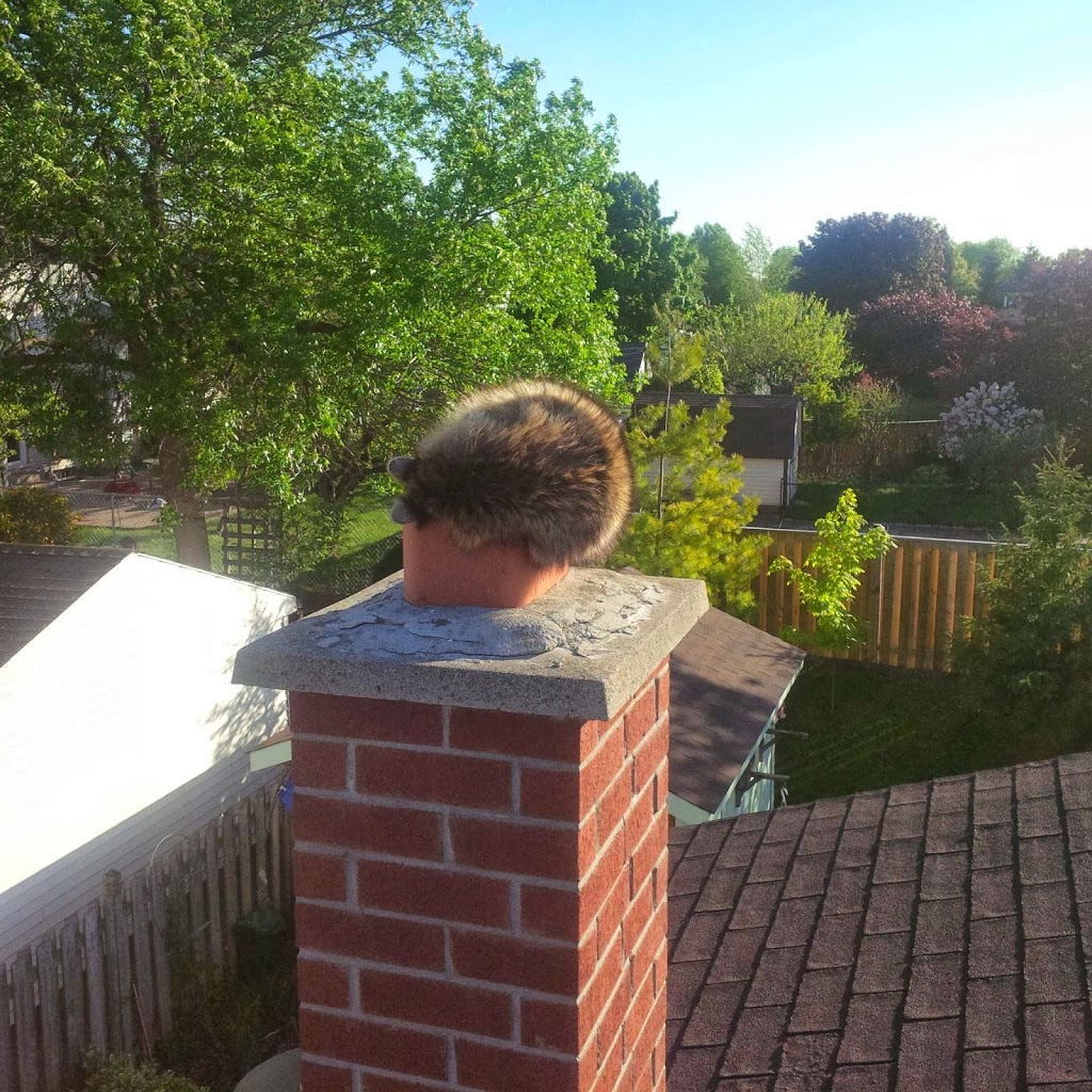 Niagaras Humane Wildlife Removal | 52 Pine Street South, Thorold, ON L2V 3L4, Canada | Phone: (905) 401-9505