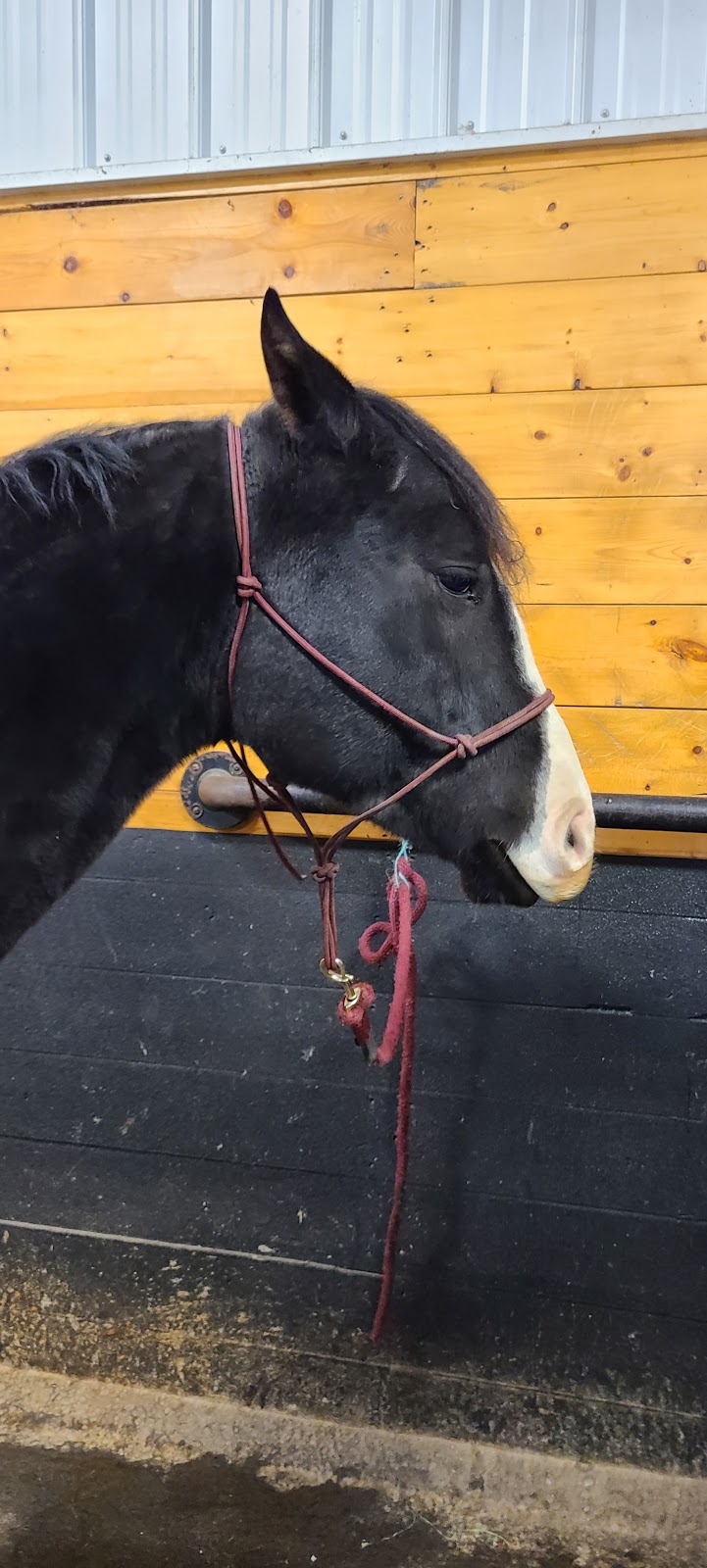 Coulee Equine Conditioning & Rehabilitation | Township Rd 334, Mountain View County, AB T0M 0K0, Canada | Phone: (403) 896-2077