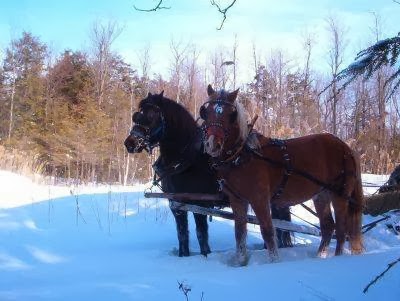 Écurie Kanadian | 923 4e Rang O, Saint-Simon-de-Bagot, QC J0H 1Y0, Canada | Phone: (514) 953-0673