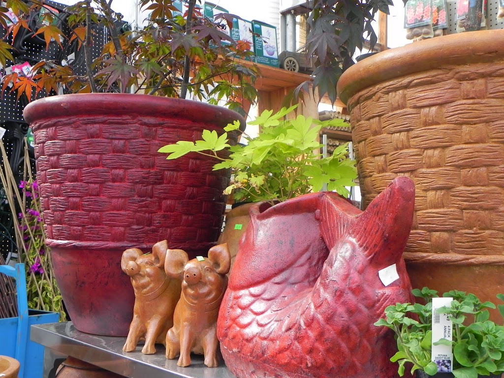 Local Nursery Ltd | 26515A, Township Rd 514, Spruce Grove, AB T7Y 1G1, Canada | Phone: (780) 987-9133