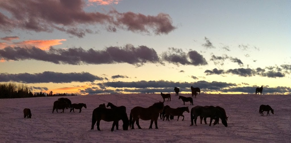 Red Lodge Guest Ranch | Range Rd 22, Bowden, AB T0M 0K0, Canada | Phone: (888) 546-6199