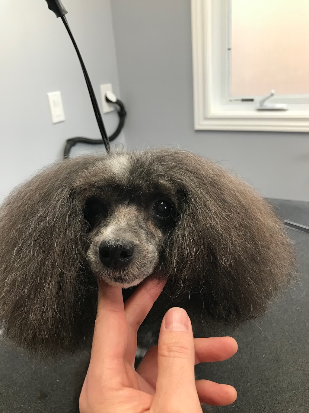 Grand River Grooming | 146 1 Line, Elora, ON N0B 1S0, Canada | Phone: (226) 820-3597