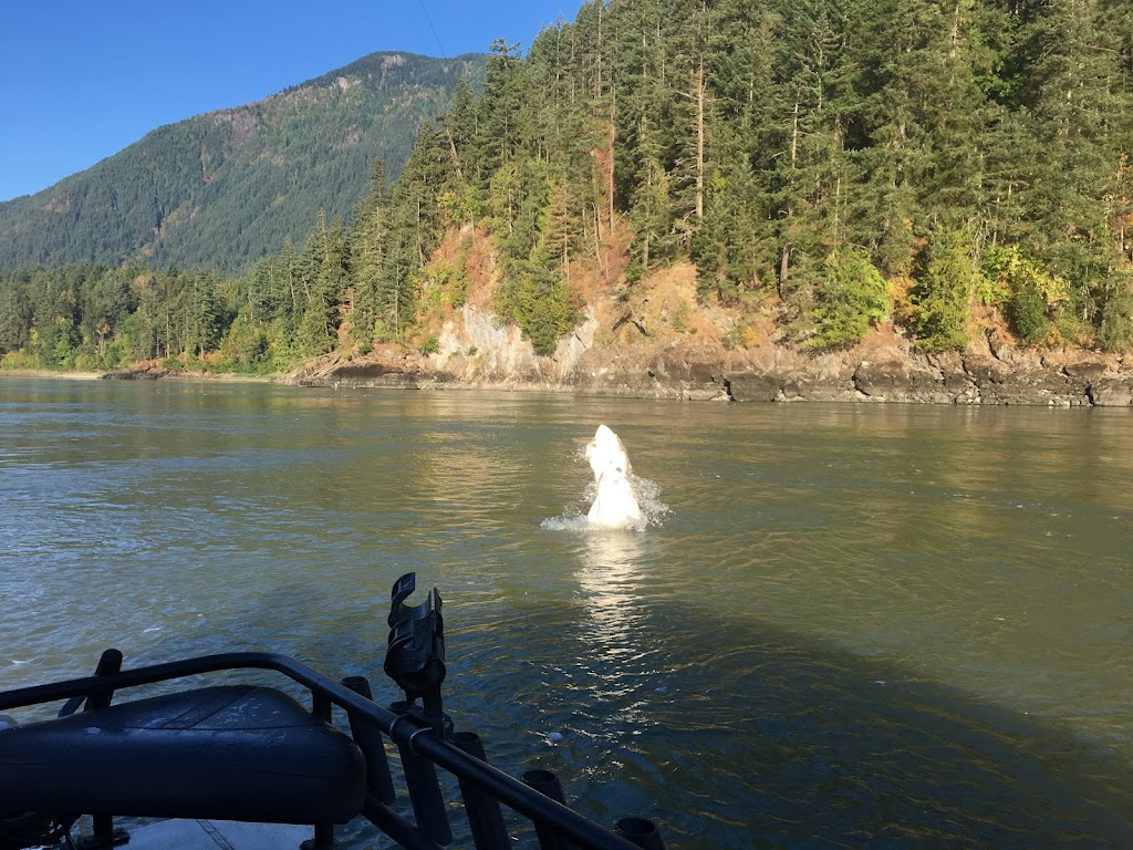 Hooked Up Fishing Adventures | 49830 Camp River Rd, Chilliwack, BC V2P 6H4, Canada | Phone: (604) 316-8880