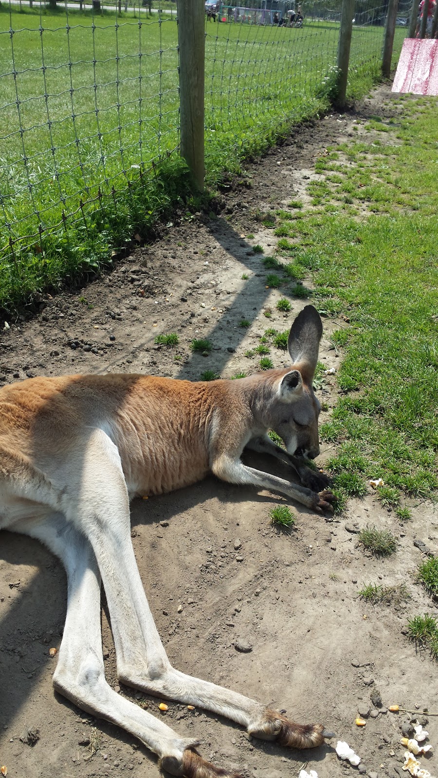 Oshawa Zoo | 3377 Grandview St N, Oshawa, ON L1H 8L7, Canada | Phone: (905) 655-5236