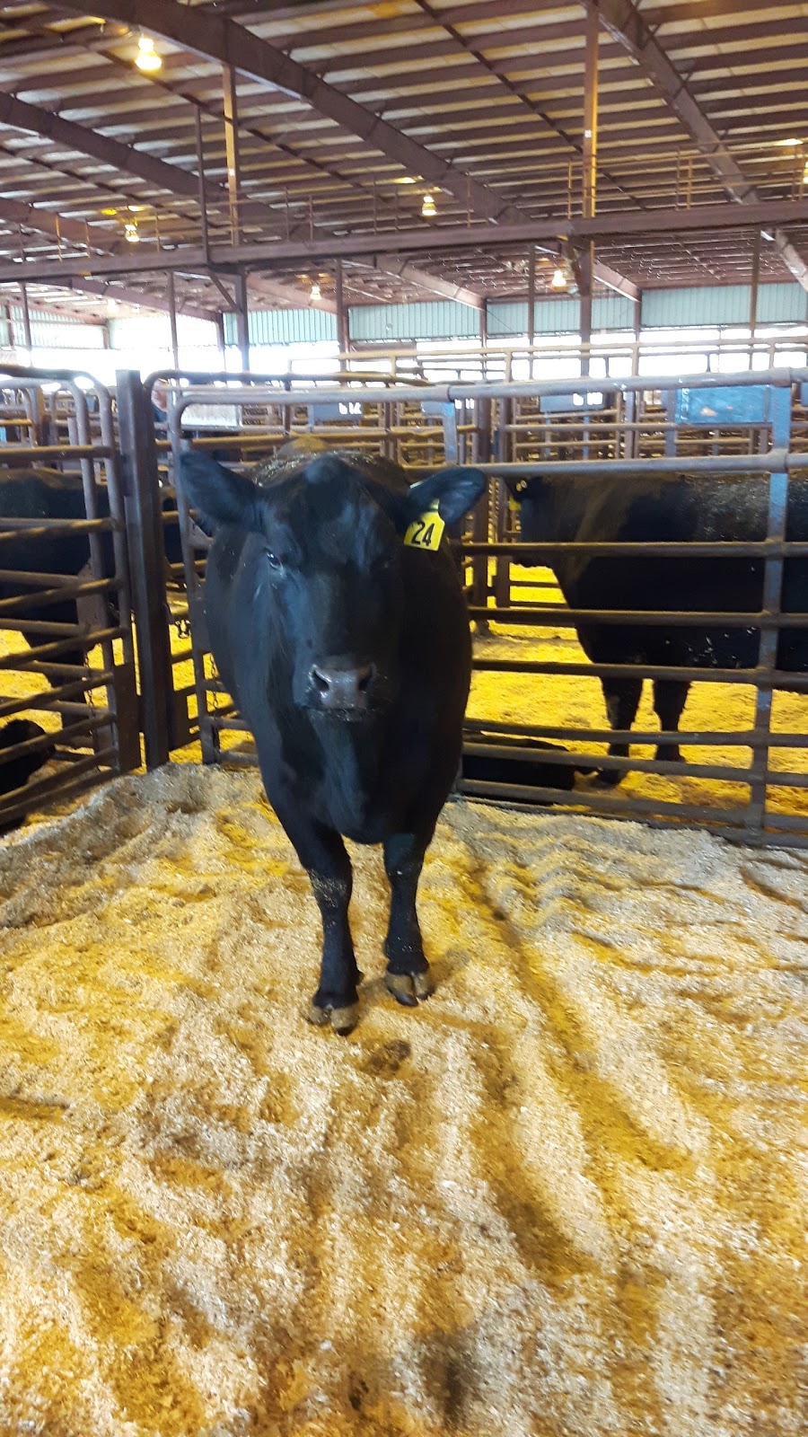 Ontario Stockyards Inc | 3807 ON-89, Cookstown, ON L0L 1L0, Canada | Phone: (705) 458-4000