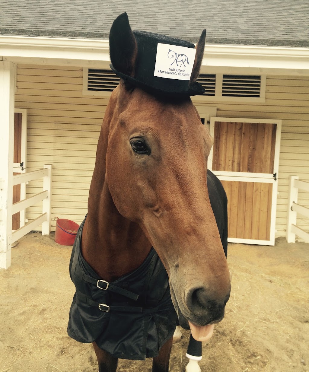 Gulf Islands Horse Association | 113 Village Terrace, Salt Spring Island, BC V8K 2V2, Canada | Phone: (250) 537-2018
