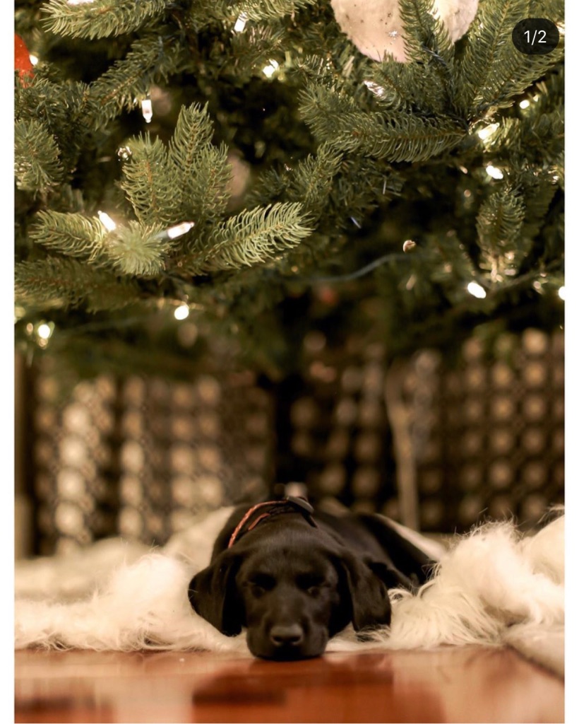 Club Mead Labradors | 2021 10 ave, Spruce View, AB T0M 1V0, Canada | Phone: (780) 387-0413