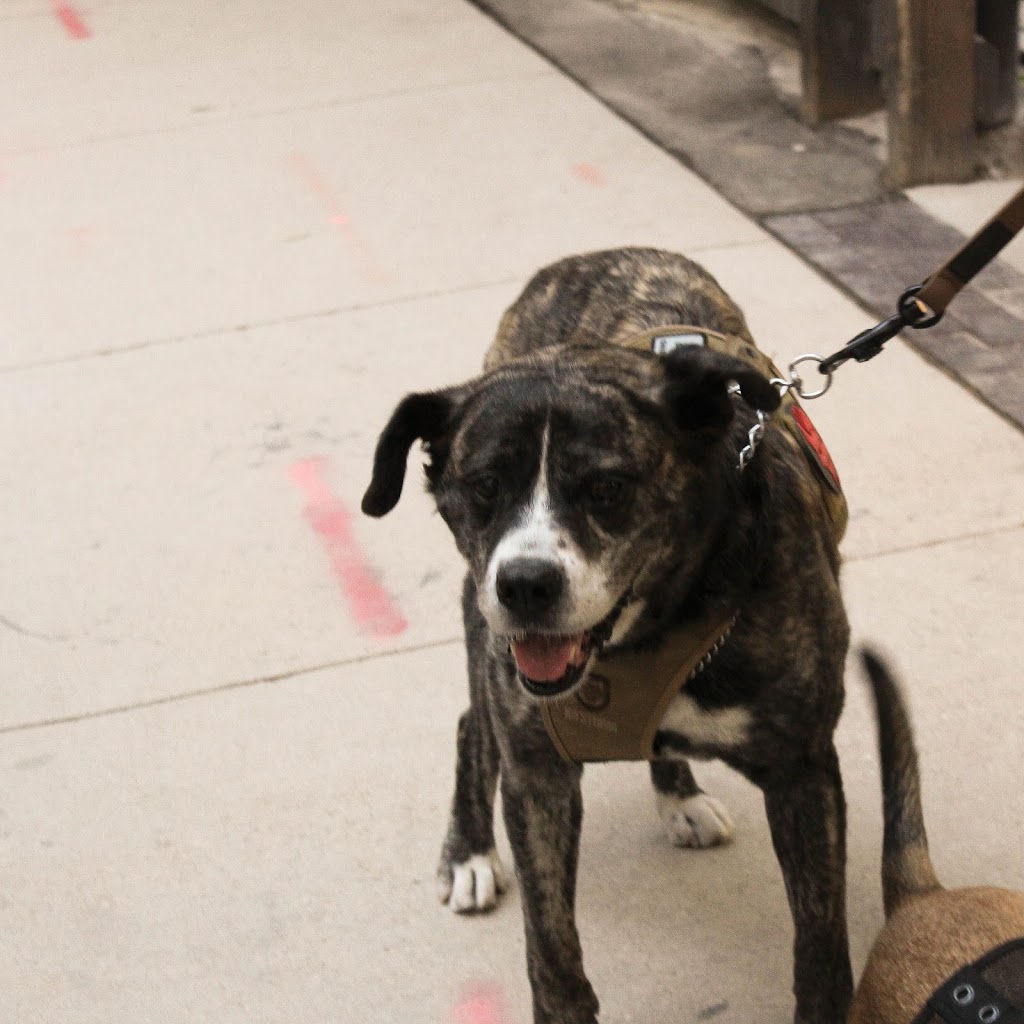 K9 Storm Inc. | 620 Nairn Ave, Winnipeg, MB R2L 0X3, Canada | Phone: (204) 669-8199