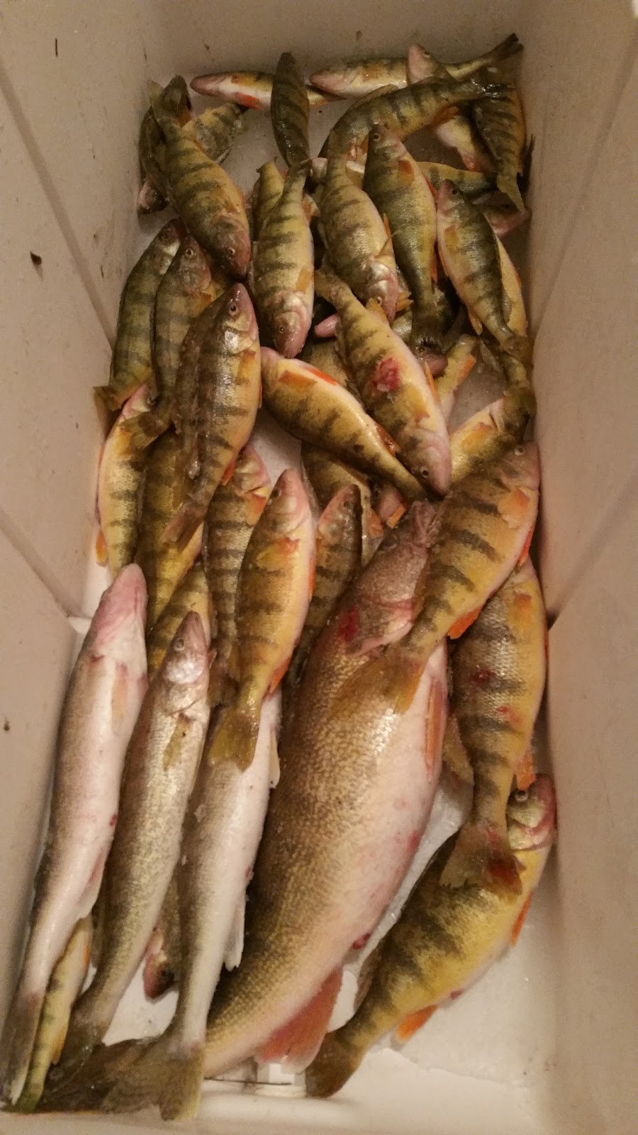 Brians Blue Water Bait &Tackle | 8089 Dixie Hwy #1, Ira Township, MI 48023, USA | Phone: (586) 725-1448