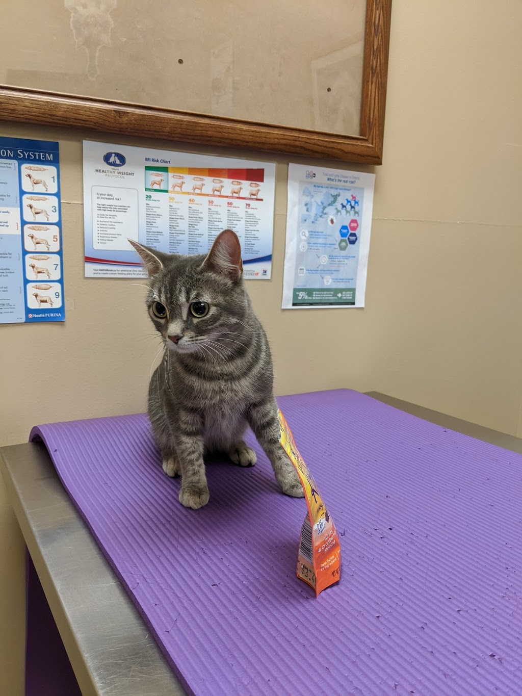 Canyon Hill Animal Hospital | 11000 Yonge St, Richmond Hill, ON L4C 3E4, Canada | Phone: (905) 737-4506