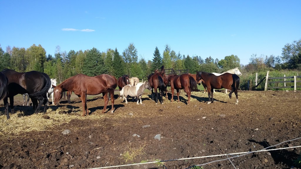 . | 341 QC-329, Lachute, QC J8H 3W9, Canada | Phone: (450) 562-9839