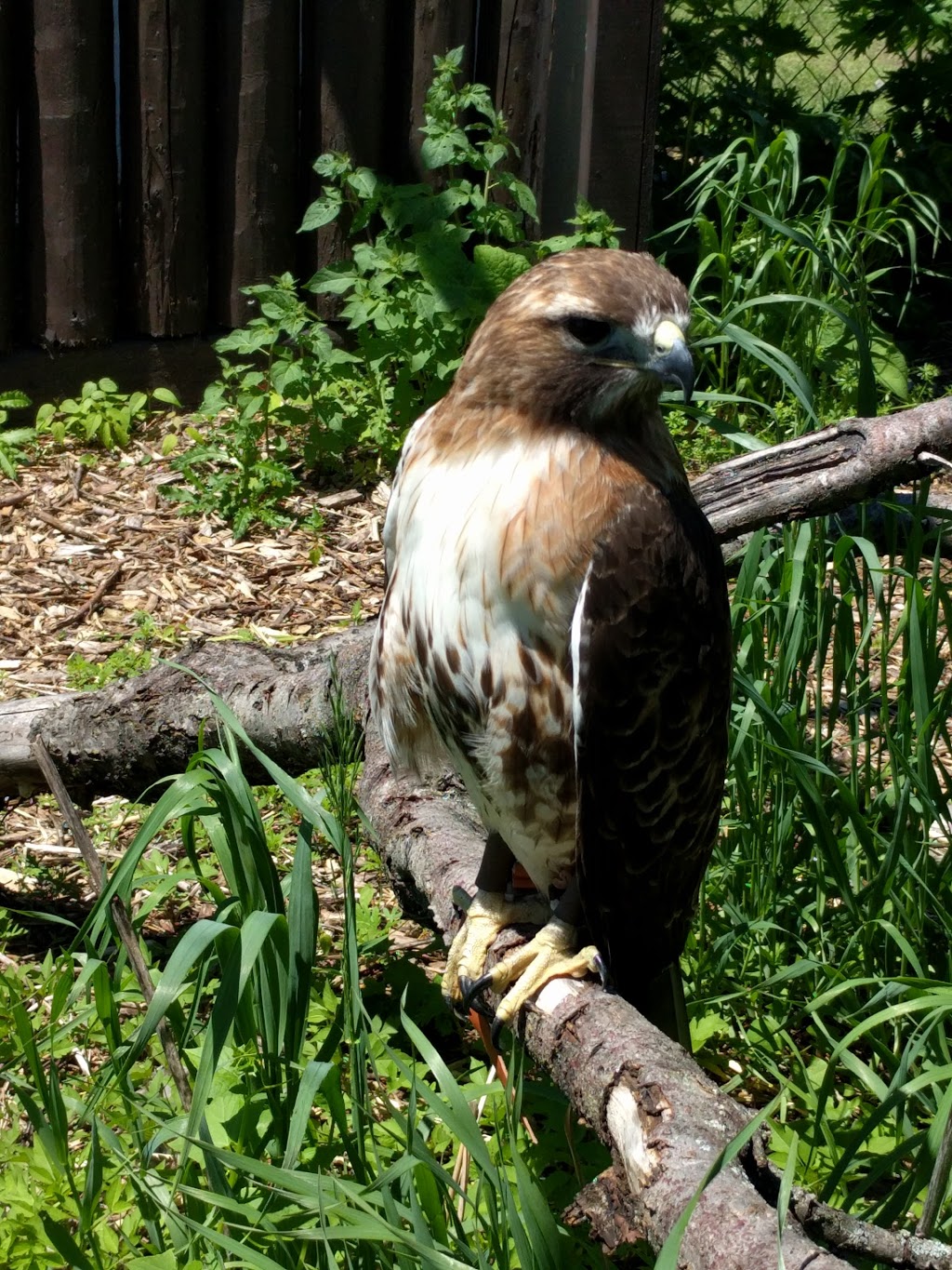 Safari Zoo Camp | 3667 Concession Rd 6, Orono, ON L0B 1M0, Canada | Phone: (905) 983-8217