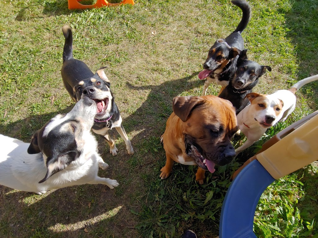 Pawsitive Play Lounge | 130 9 Ave, Carstairs, AB T0M 0N0, Canada | Phone: (403) 337-8671