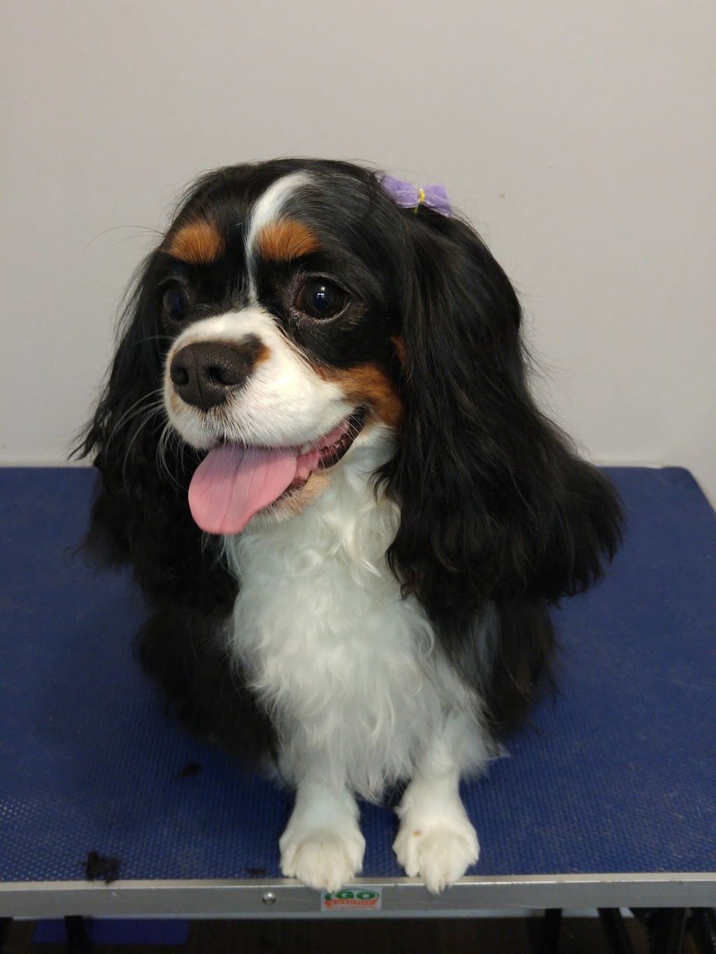 Toilettage AMH - Anne-Marie Hénault | 4294A Boulevard de Shawinigan-Sud, Shawinigan-Sud, QC G9P 4G2, Canada | Phone: (819) 841-2154