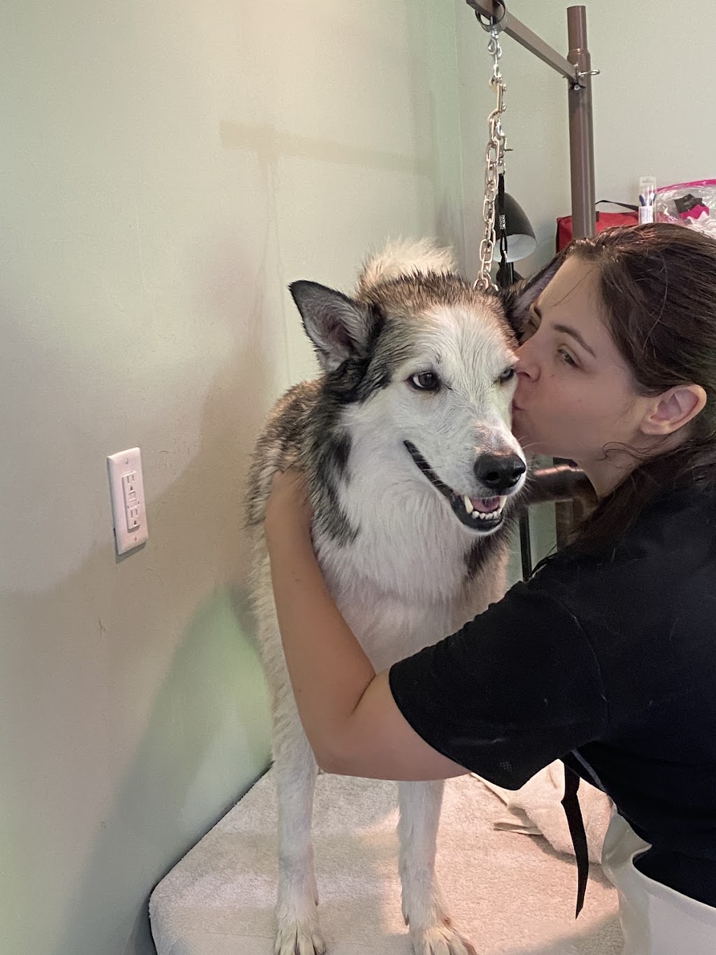 Cedar Dog Grooming | 13576 Adshead Rd, Ladysmith, BC V9G 1H6, Canada | Phone: (604) 698-9572