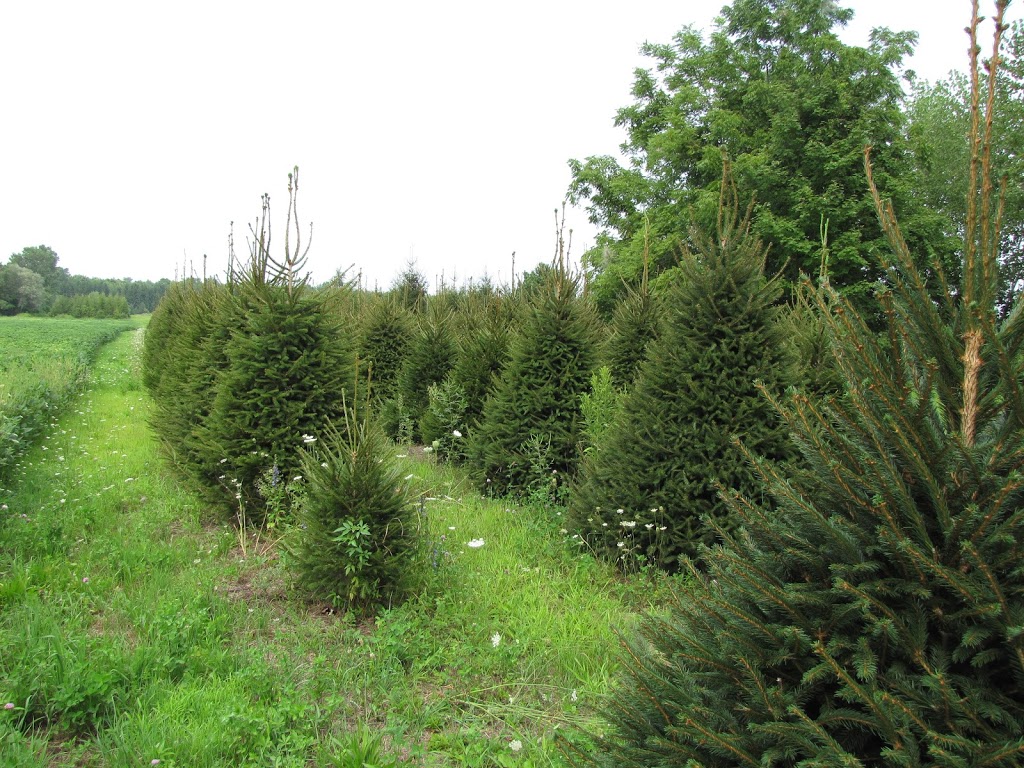 Evergreen Acres Landscape and Christmas Trees | 431 Inman Rd, Dunnville, ON N1A 2W5, Canada | Phone: (905) 981-9464