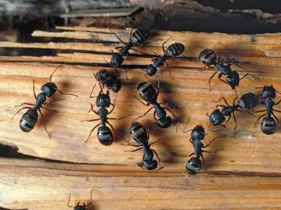 Island Pest Control | 2505 Sylvester Rd, Shawnigan Lake, BC V0R 2W2, Canada | Phone: (250) 748-2696