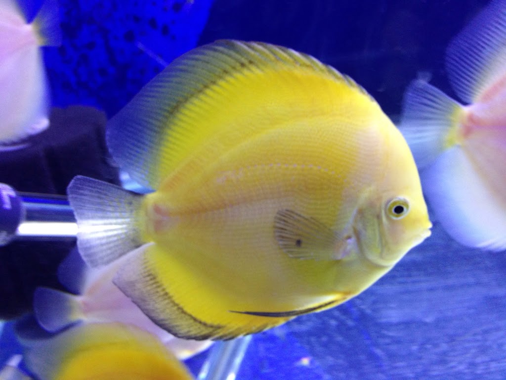 Discus fish wholesale in bc | 11842 80 Ave, Delta, BC V4C 1Y2, Canada | Phone: (604) 862-1102
