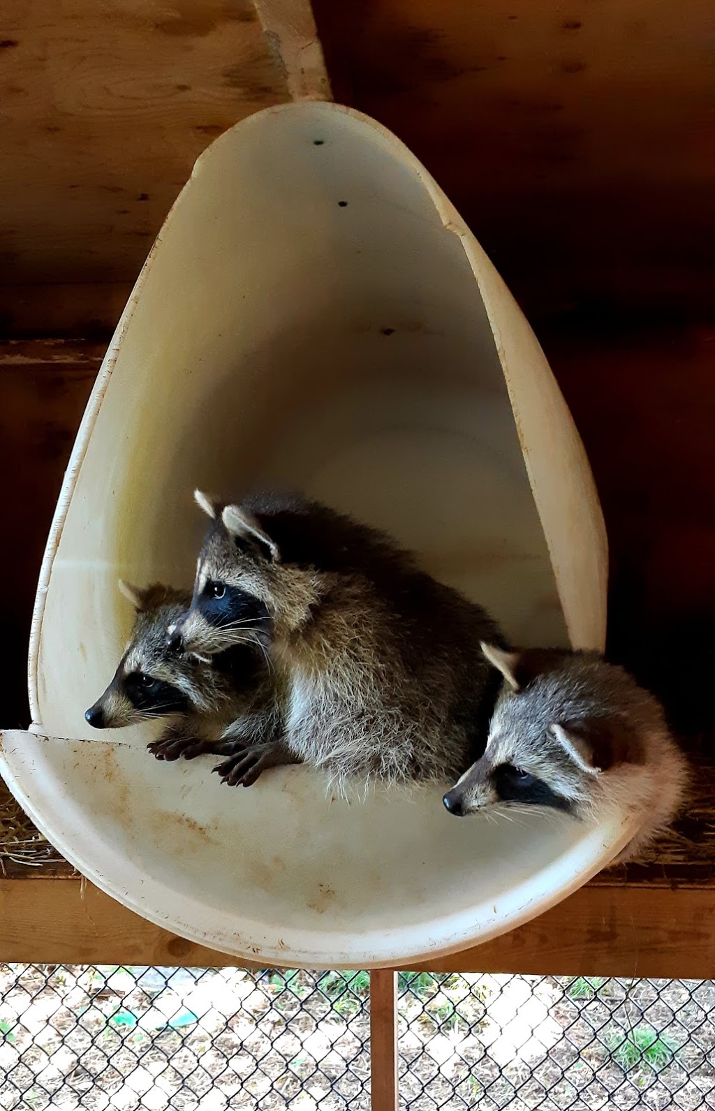 Procyon Wildlife | 6441 7th Line, Beeton, ON L0G 1A0, Canada | Phone: (905) 729-0033