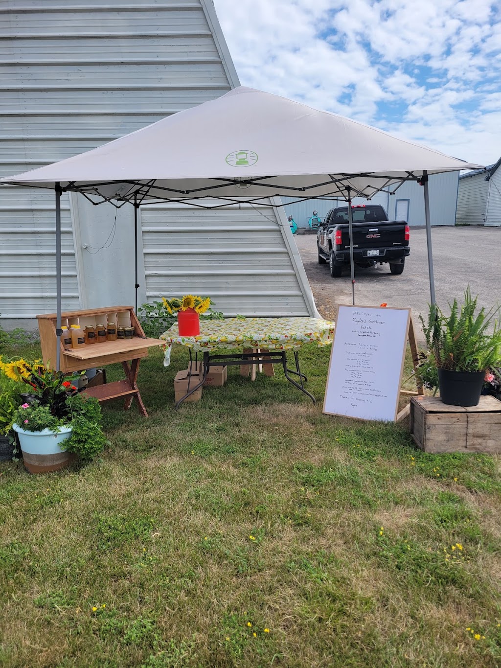 Kaylees Sunflower Patch | 20956 Loyalist Pkwy, Carrying Place, ON K0K 1L0, Canada | Phone: (613) 403-0959