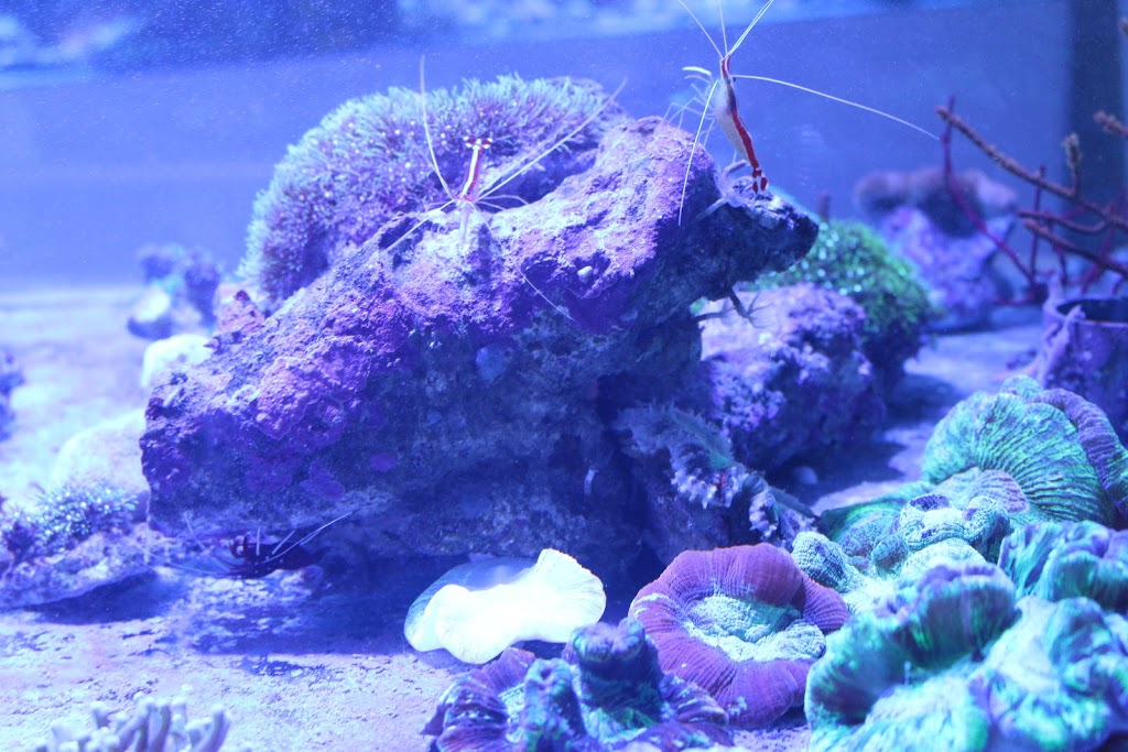 Aquarium Recifal Raging Reef - Rive-sud | 5579 Boulevard Maricourt, Saint-Hubert, QC J3Y 2E9, Canada | Phone: (450) 812-6680