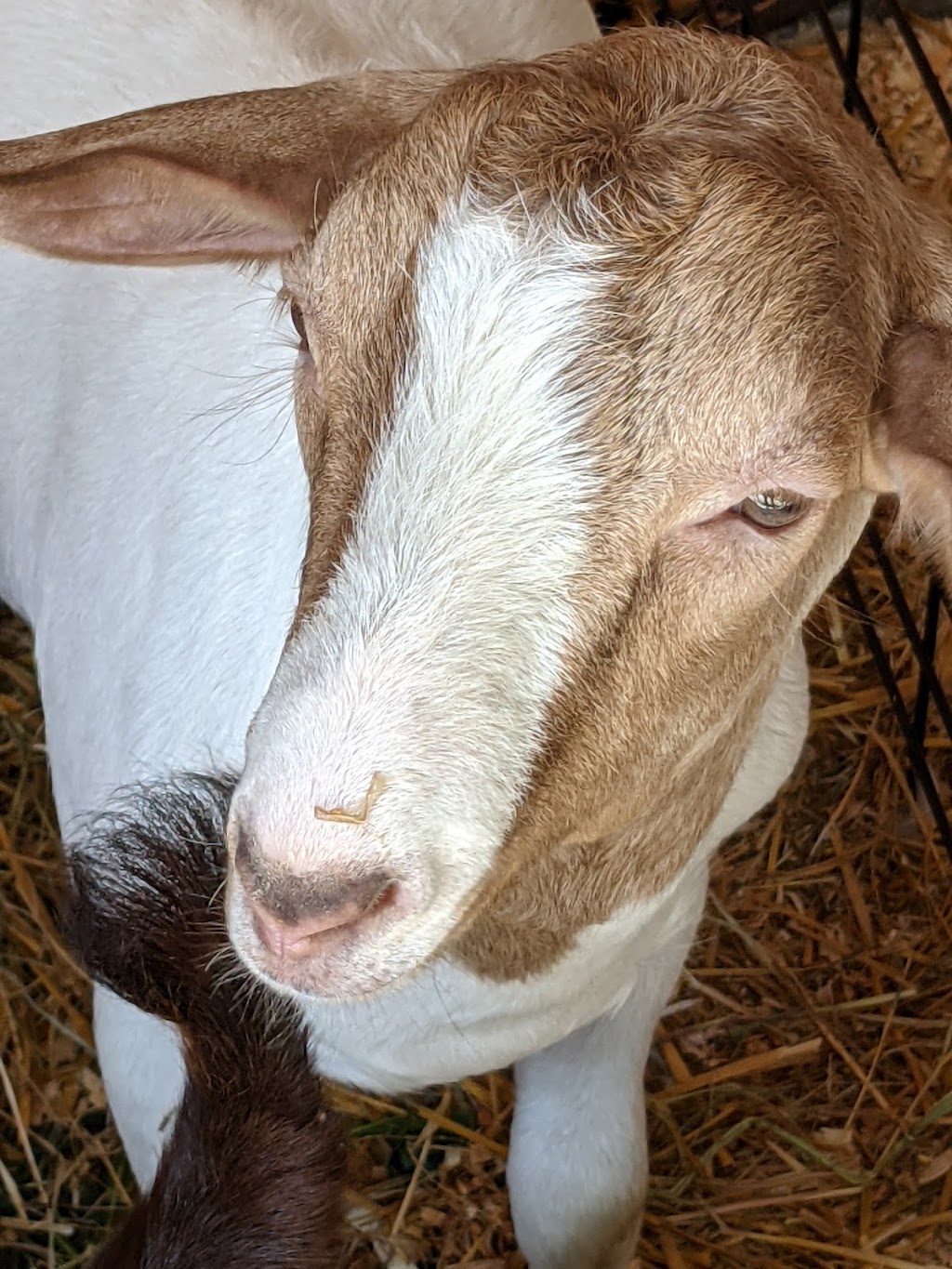 Bayfield Agricultural Society Grounds | 1 Fry St, Bayfield, ON N0M 1G0, Canada | Phone: (519) 482-5490