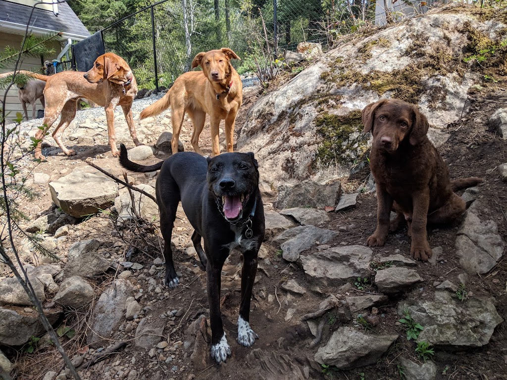Just Doggin It Adventures Ltd. | 6611 Bear Lake Rd, Mesachie Lake, BC V0R 2N0, Canada | Phone: (250) 580-8364