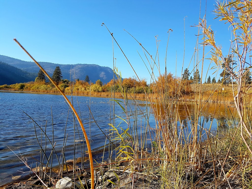 Vaseux Lake Bird Observatory | 1R0, BC-97, Okanagan Falls, BC V0H 1R0, Canada