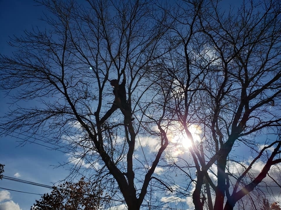 Wild Side Tree Care | 1724 Douglas Glen Grove SE, Calgary, AB T2Z 3A6, Canada | Phone: (587) 575-3474