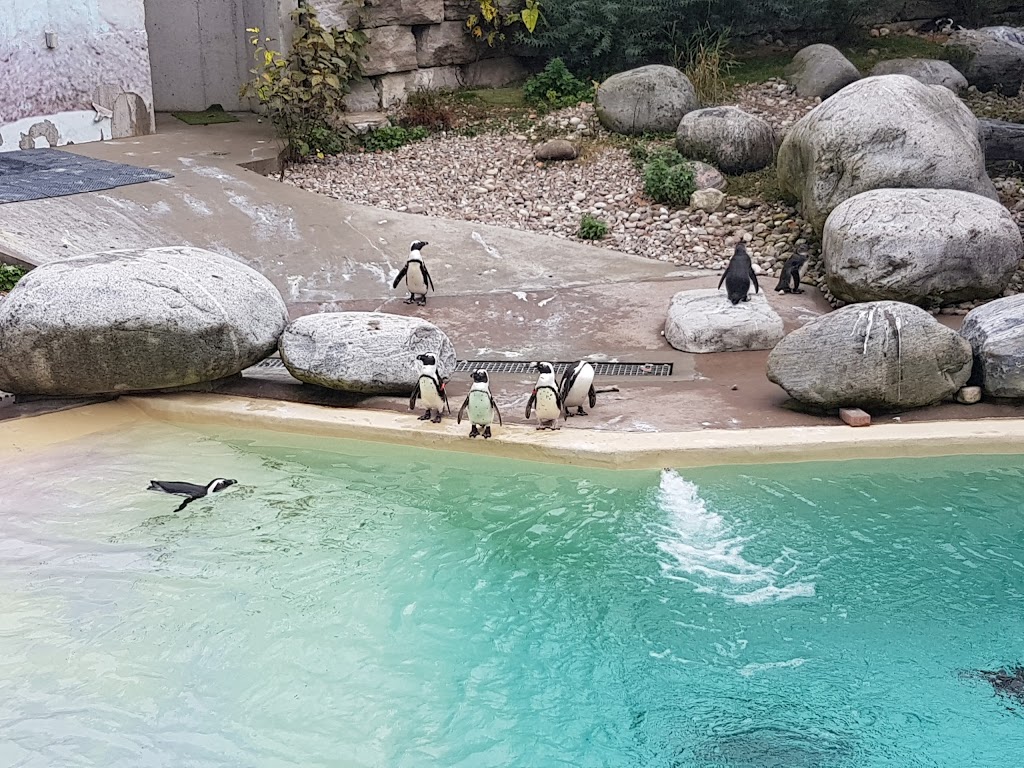 Penguin House | 361A Old Finch Ave, Scarborough, ON M1B 5K7, Canada | Phone: (416) 392-5929