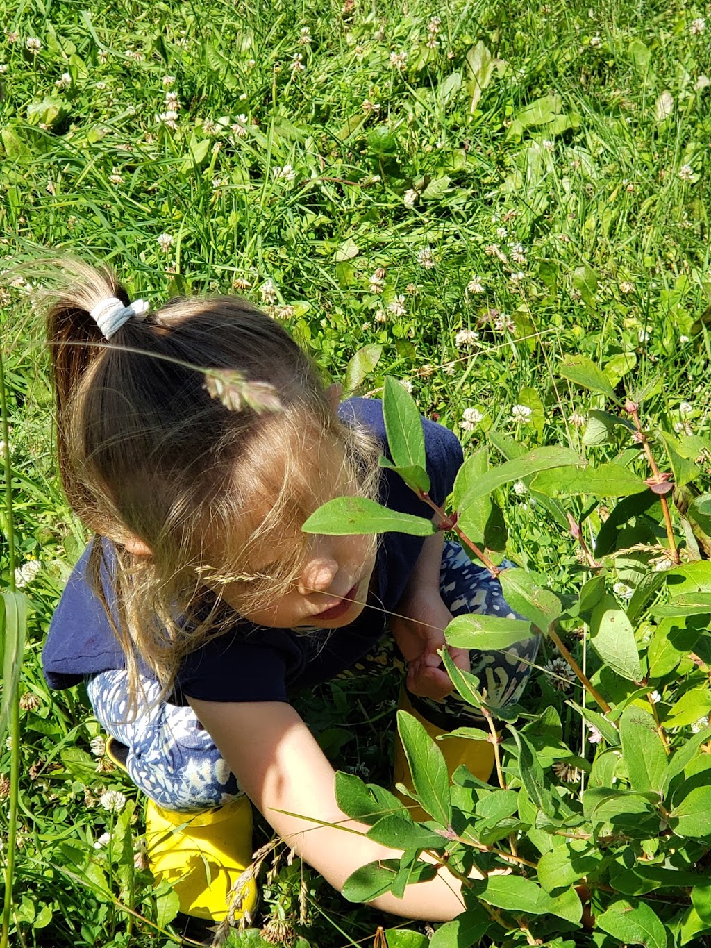 Blas Berry Orchard | 51009B, Range Rd 273, Spruce Grove, AB T7Y 1H5, Canada | Phone: (780) 803-8808