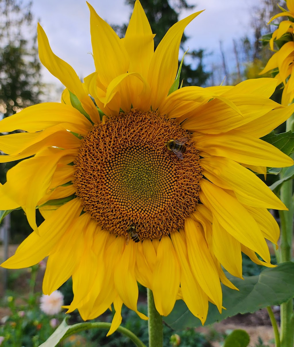 Shorewolf Farm | 8376 BC-19, Black Creek, BC V9J 1H2, Canada | Phone: (250) 650-4878