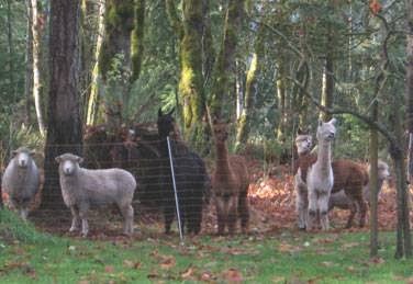 Alpaca Farm BC | 3450 Kingburne Dr, Cobble Hill, BC V0R 1L0, Canada | Phone: (250) 743-7177