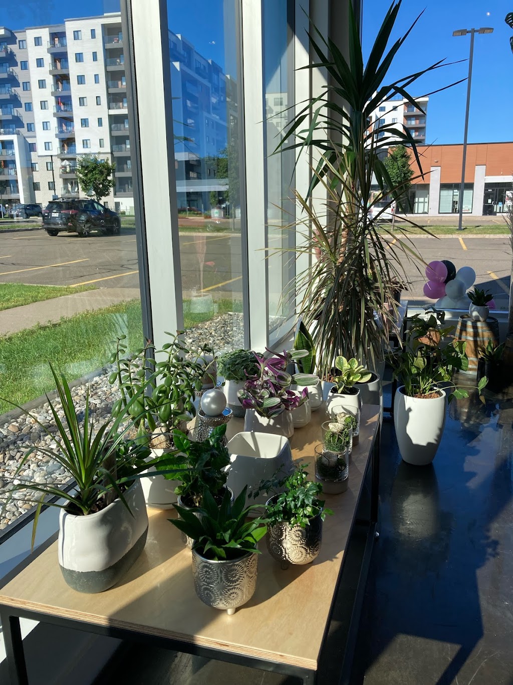 À Fleurs de Pot | 1930 Rue de lInterlude suite 101, Québec, QC G3K 0R6, Canada | Phone: (418) 845-4141